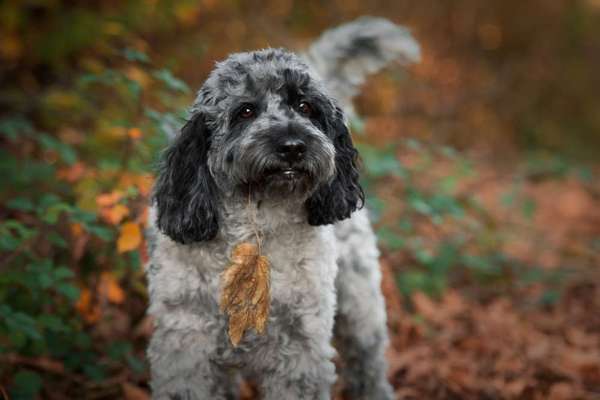 Herbst🍁-Beitrag-Bild