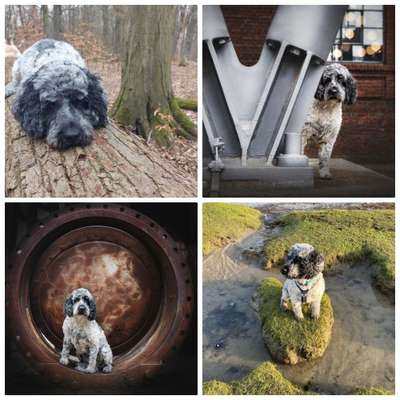 31. Collagen Challenge - Bänke/ Steine /Baumstümpfe-Beitrag-Bild