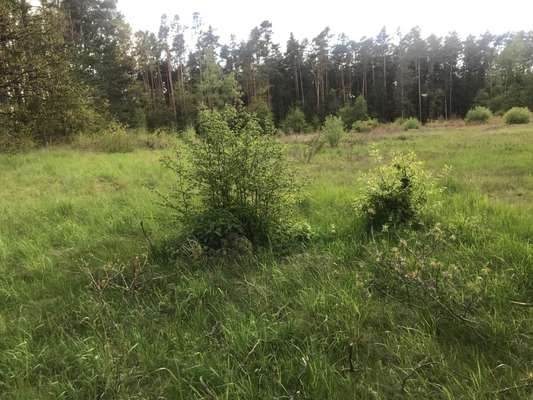 Hundeauslaufgebiet-Wiese & Wald Behringersdorfer Forst-Bild