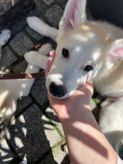 Welpen Bilder !-Beitrag-Bild