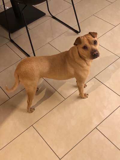 Mischlingshunde Foto Aufruf-Beitrag-Bild