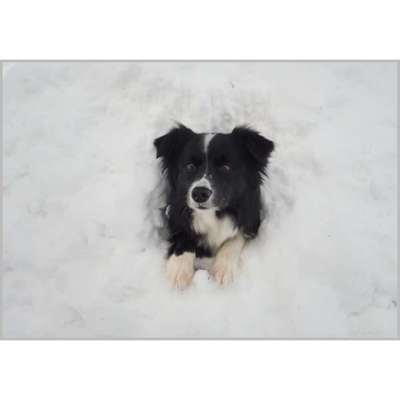 Foto Challenge Nr.: 114
Hunde im Schnee-Beitrag-Bild