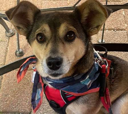 Hundetreffen-Hundetreff im Goldtal-Bild