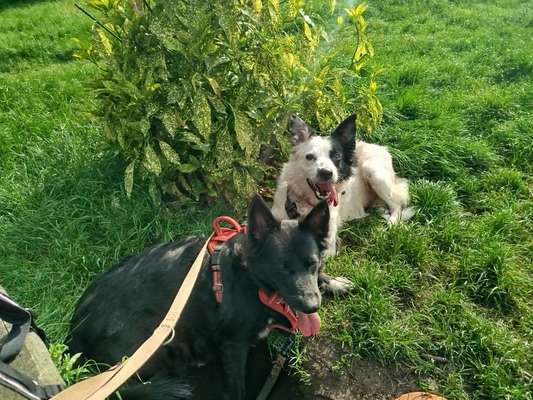 Wie kamst du zu deinem Hund?-Beitrag-Bild