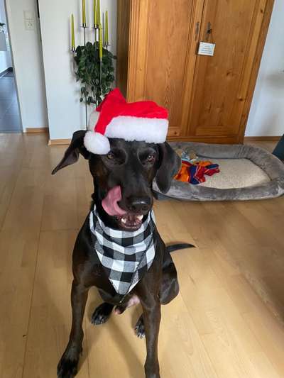 Dogorama Photo Challenge - Weihnachtsbaum-Beitrag-Bild