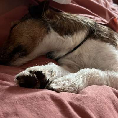 %{de_profession_title}-Hundemassage-Bild