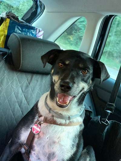 Die Dogorama Wochen Challenge-Beitrag-Bild