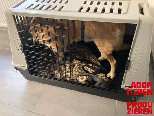 Dogorama Photo Challenge - "Adoptieren statt Produzieren" mit Gewinnspiel-Beitrag-Bild