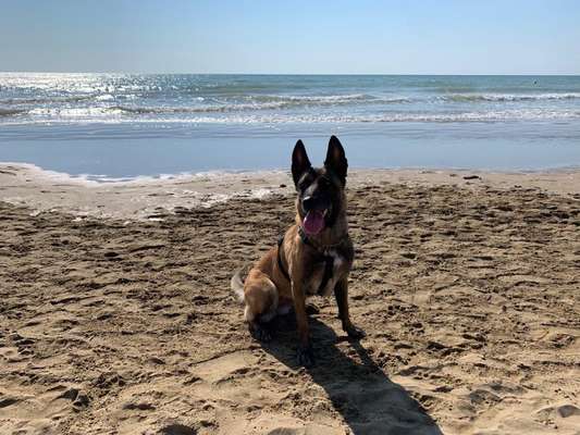 Hunde im Urlaub-Beitrag-Bild