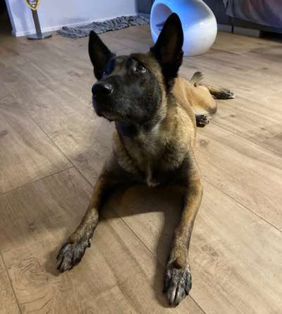 Deutsche Schäferhunde, Belgische Schäferhunde.-Beitrag-Bild