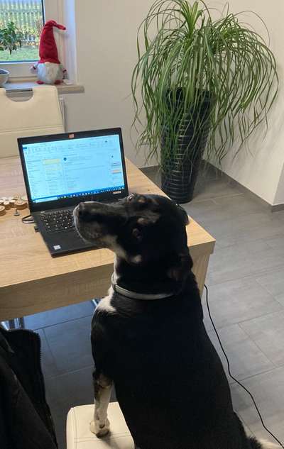 16. HANDYFOTO-CHALLENGE

Mein Hund das Arbeitstier:🐕-Beitrag-Bild