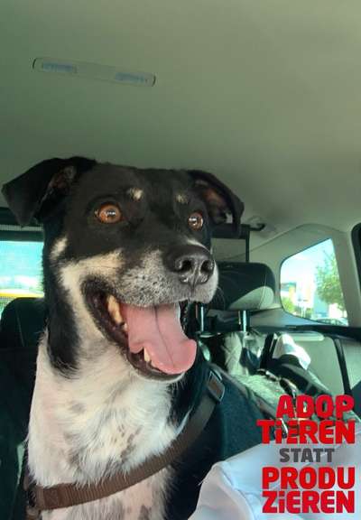 Dogorama Photo Challenge - "Adoptieren statt Produzieren" mit Gewinnspiel-Beitrag-Bild