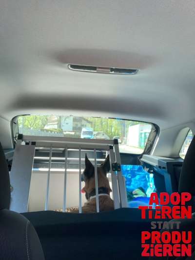 Dogorama Photo Challenge - "Adoptieren statt Produzieren" mit Gewinnspiel-Beitrag-Bild