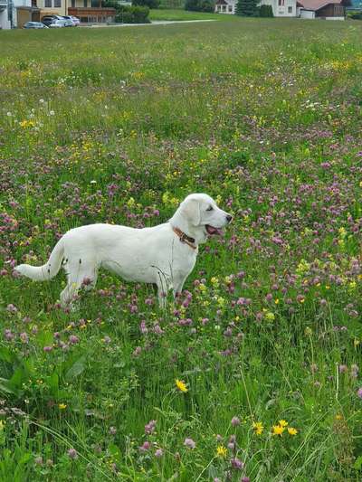 Die Dogorama Kalender Challenge Teil 1/4-Beitrag-Bild