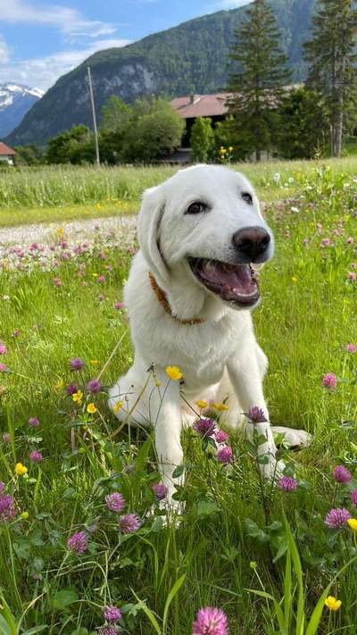 Die Dogorama Monats Challenge "Es grünt und blüht"-Beitrag-Bild