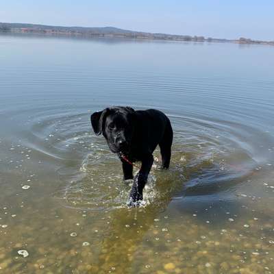 Hundetreffen-Gassi- und Spielrunde-Bild