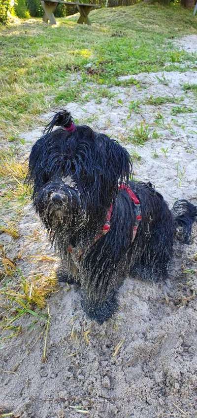 FOTOCHALLENGE 72 - Glücklicher Hund im Schmuddel-Look-Beitrag-Bild