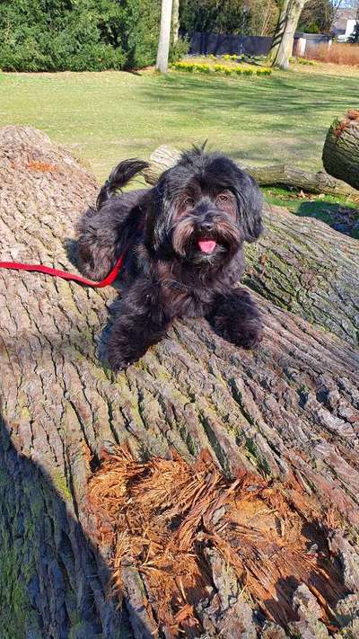 Bolonka Zwetna Freunde-Beitrag-Bild