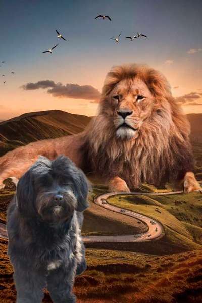 Photomontagen mit Hund-Beitrag-Bild