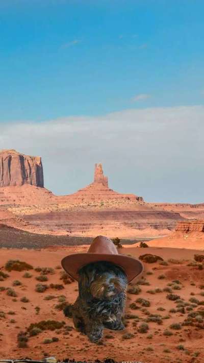 Photomontagen mit Hund-Beitrag-Bild