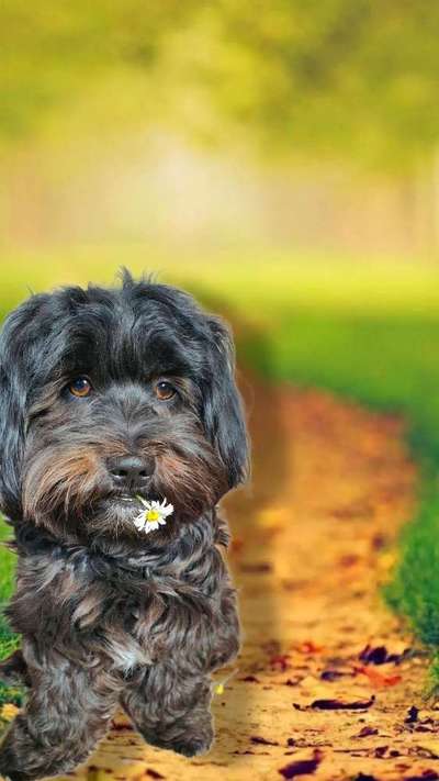 Photomontagen mit Hund-Beitrag-Bild