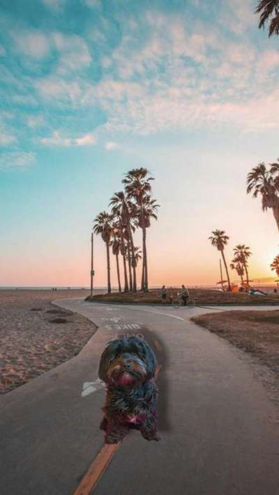 Photomontagen mit Hund-Beitrag-Bild