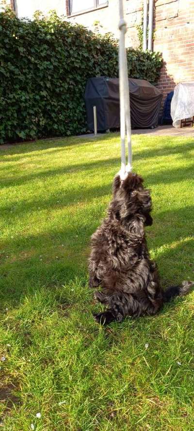 Bild wo euer Hund quatsch macht-Beitrag-Bild