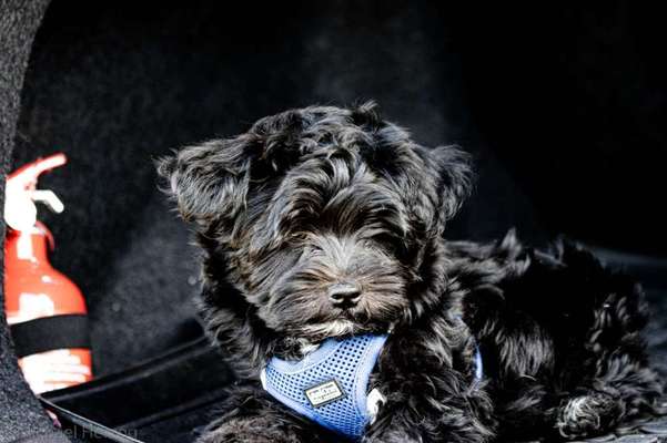 Welpen Bilder !-Beitrag-Bild