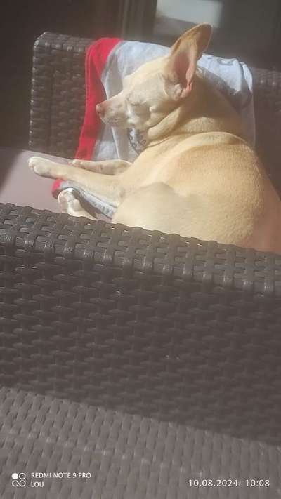 Reisen mit Hund – Eure Erfahrungen und Tipps! 🐾☀️-Beitrag-Bild