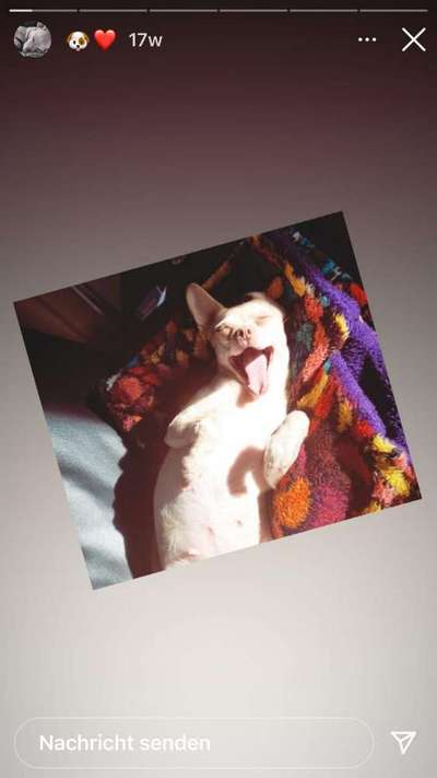 Dogorama Photo Challenge - Dein Hund beim Gähnen-Beitrag-Bild