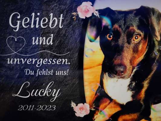 Unsere Fellnasen im Regenbogenland-Beitrag-Bild