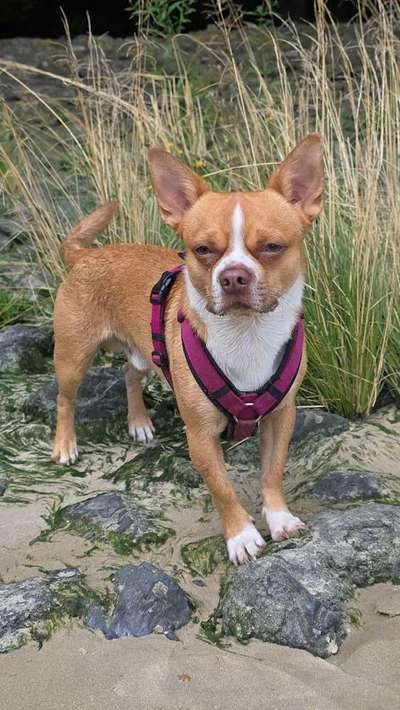 Hundetreffen-Gemeinsam Gassi gehen-Bild