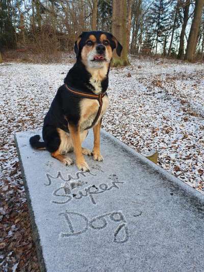 Rottweiler/-Mischlinge-Beitrag-Bild
