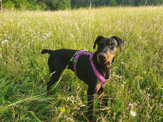 Wo sind hier die Dobermänner-Beitrag-Bild