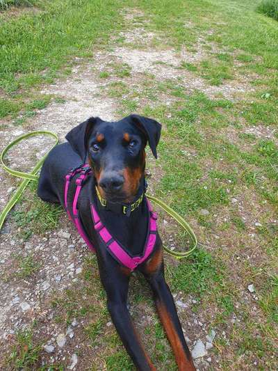 Dobermänner, allgemeine Meinung-Beitrag-Bild