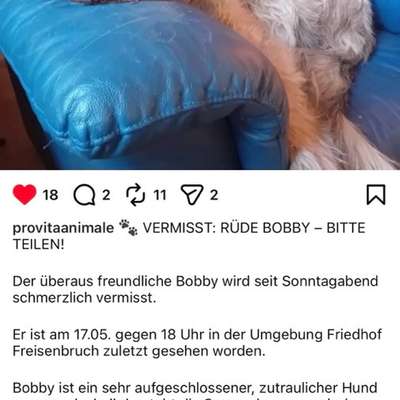 Suchmeldung-Bobby-Bild
