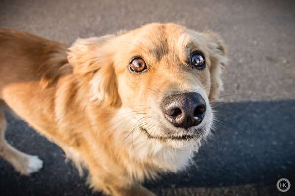 Leinenaggression-Beitrag-Bild