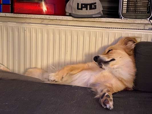 Hier ist der Spaßthread. Zum Schmunzeln und Kaputtlachen-Beitrag-Bild