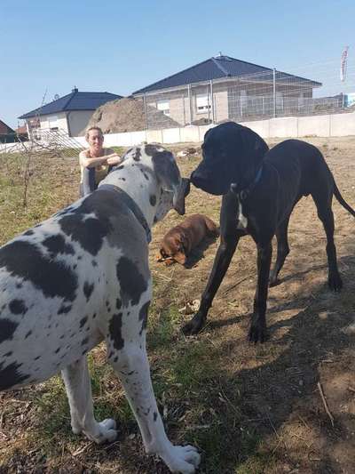 Deutsche Doggen Besitzer zeigt euch-Beitrag-Bild