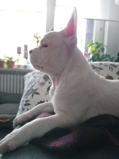 Französische Bulldoggen-Beitrag-Bild