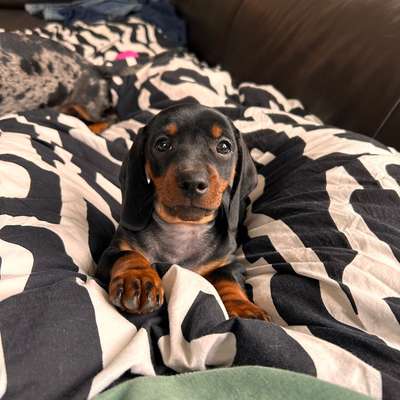 Hundetreffen-Welpen Treff Gersthofen-Bild