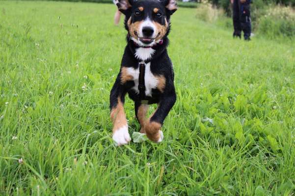 Die Dogorama Kalender Challenge Titelbild-Beitrag-Bild