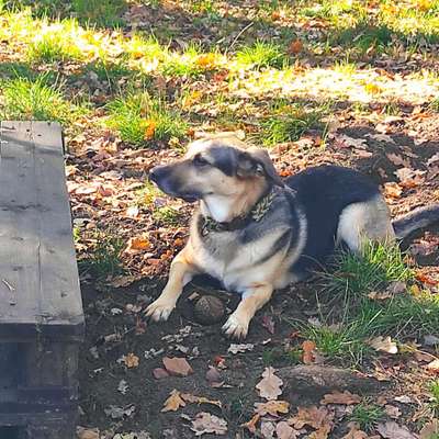 Mischlinge - wo habt Ihr Eure gefunden?-Beitrag-Bild