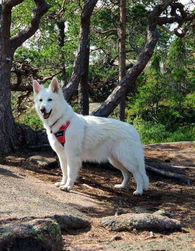 Weißer Schweizer Schäferhund-Beitrag-Bild