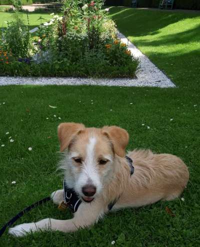 Wo sind die Jack und Parson Russell Terrier?-Beitrag-Bild