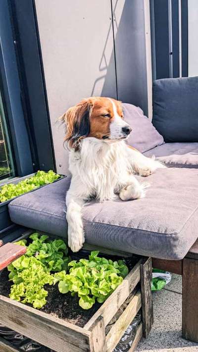 Niederländisches Kooikerhondje-Beitrag-Bild