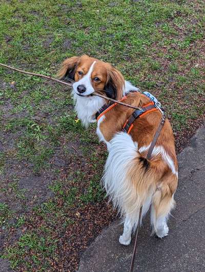 Kooikerhondje-Beitrag-Bild