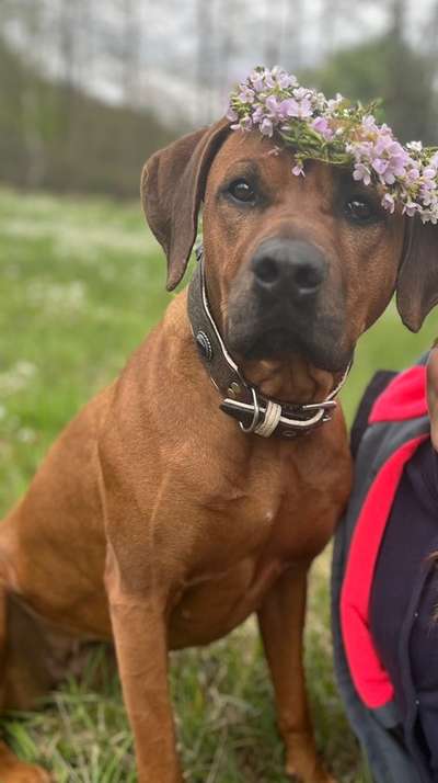 Vom Welpen zum Hund-Beitrag-Bild