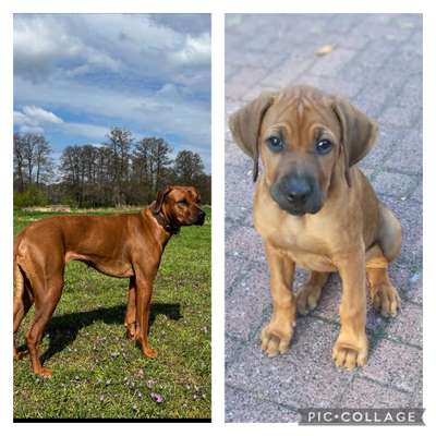 Vom Welpen zum Hund-Beitrag-Bild