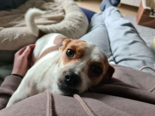 Hundetreffen-Lola sucht Hundefreunde zum gemeinsamen Gassi gehen und Spielen-Bild